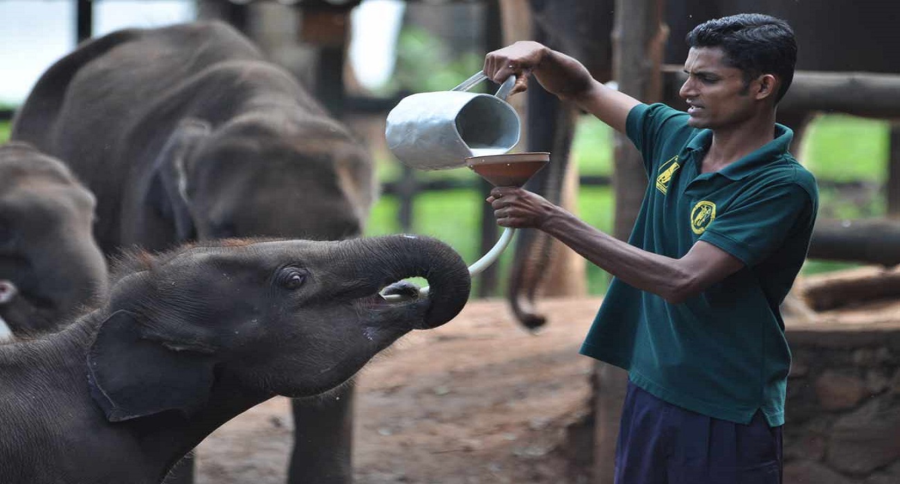 Udawalawa elephant orphanage